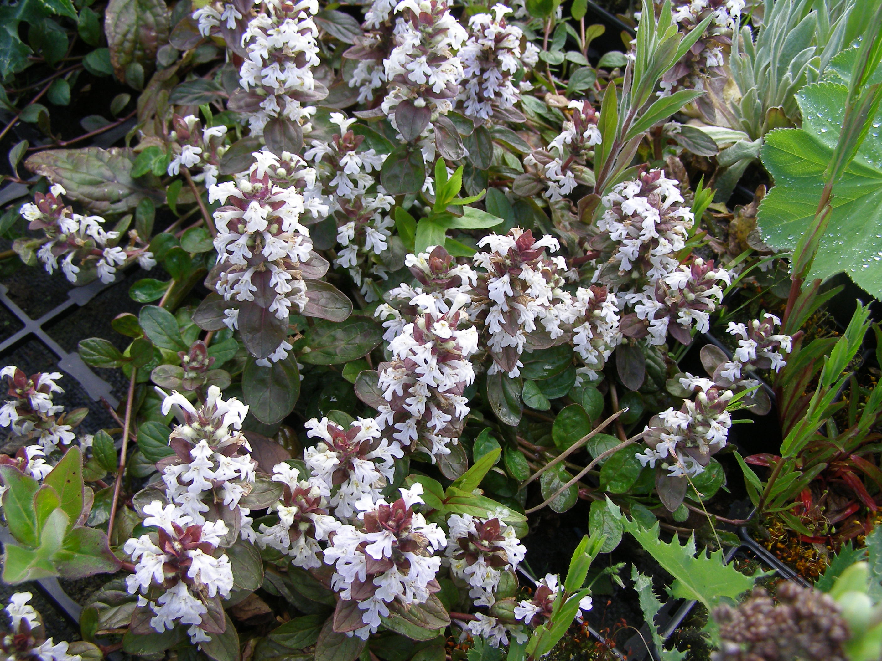 Ajuga reptans 'Choc Ice'